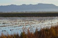 The Albufera natural park, a wetland of international importance in the Valencia region, threatened by water pollution and unsusta Royalty Free Stock Photo