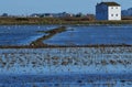 The Albufera natural park, a wetland of international importance in the Valencia region, threatened by water pollution and unsusta Royalty Free Stock Photo