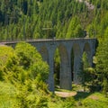 Albula Royalty Free Stock Photo