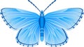 Albulina orbitulus blue butterfly vector image Royalty Free Stock Photo