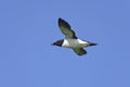 Alca torda, razorbill Royalty Free Stock Photo