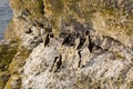 Alca torda Razorbill.JH Royalty Free Stock Photo