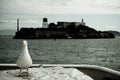 Alcatraz with gull Royalty Free Stock Photo