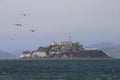 Alcatraz Island With Pelicans