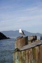 Alcatraz - Sea Gull Royalty Free Stock Photo