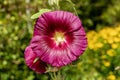 Alcea \'Burgundy Towers