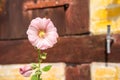 Alcea flower in full pink flora