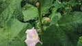 This is a hollyhock flower.