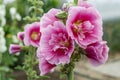 Alcea Rosea, a double form in pink. They are popular garden ornamental plant. Also comonly known as Hollyhock. Close up of