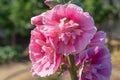 Alcea Rosea, a double form in pink. They are popular garden ornamental plant. Also comonly known as Hollyhock. Close up of