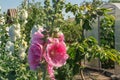 Alcea Rosea, a double form in pink and white. They are popular garden ornamental plant. Also comonly known as Hollyhock. Close up