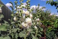 Alcea Rosea, a double form in white. Also comonly known as Hollyhock or Malva