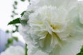 Alcea Rosea, a double form in white. They are popular garden ornamental plant. Also comonly known as Hollyhock. Close up of