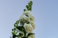 Alcea Rosea, a double form in white. They are popular garden ornamental plant. Also comonly known as Hollyhock. Close up of