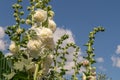 Alcea Rosea, a double form in white. They are popular garden ornamental plant. Also comonly known as Hollyhock. Close-up of