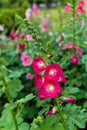 Alcea rosea hollyhock