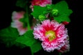 Alcea rosea or hollyhock flower