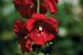 Alcea rosea red hollyhock flower stem and raindrops, large detailed horizontal macro closeup