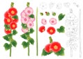 Alcea Rosea Outline - hollyhocks, Aoi in the mallow family Malvaceae. Orange Red Flower Color . isolated on White Background. Vect