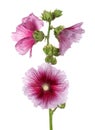 Alcea rosea