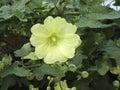 Alcea rugosa yellow flower
