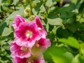 Alcea setosa or bristly hollyhock ornamental plant on green blurred background