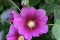 Alcea setosa or bristly hollyhock pink tall flower in the garden design