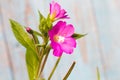 Alcea setosa the bristly hollyhock in summer garden