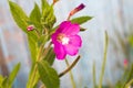 Alcea setosa the bristly hollyhock in summer garden