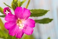 Alcea setosa the bristly hollyhock in summer garden