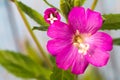 Alcea setosa the bristly hollyhock in summer garden