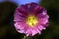 Alcea setosa known as bristly hollyhock in British park - London, UK