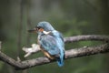 Kingfisher Royalty Free Stock Photo