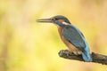 Kingfisher, Alcedo atthis. A diving bird
