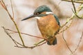 Kingfisher, Alcedo atthis. A diving bird