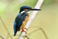 Alcedo atthis, male Common kingfisher, beautiful blue to green bird lonely perching on wooden branch in migrant season to Thailand