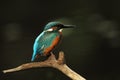 Alcedo atthis. It occurs throughout Europe. Looking for slow-flowing rivers. Royalty Free Stock Photo