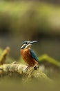 Alcedo atthis. It occurs throughout Europe. Looking for slow-flowing rivers. Royalty Free Stock Photo