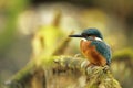 Alcedo atthis. It occurs throughout Europe. Looking for slow-flowing rivers. Royalty Free Stock Photo