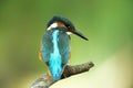 Alcedo atthis. It occurs throughout Europe. Looking for slow-flowing rivers. Royalty Free Stock Photo