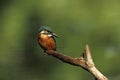 Alcedo atthis. It occurs throughout Europe. Looking for slow-flowing rivers. Royalty Free Stock Photo