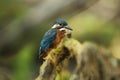 Alcedo atthis. It occurs throughout Europe. Looking for slow-flowing rivers. Royalty Free Stock Photo