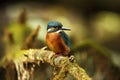 Alcedo atthis. It occurs throughout Europe. Looking for slow-flowing rivers. Royalty Free Stock Photo