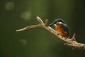 Alcedo atthis. It occurs throughout Europe. Looking for slow-flowing rivers. Royalty Free Stock Photo