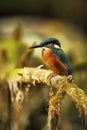 Alcedo atthis. It occurs throughout Europe. Looking for slow-flowing rivers. Royalty Free Stock Photo