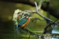 Alcedo atthis. It occurs throughout Europe. Looking for slow-flowing rivers. Royalty Free Stock Photo