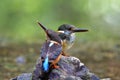 Malay blue-banded kingfisher perching on rock in stream during breeding season found inside Kaeng krachan national park, Thailand Royalty Free Stock Photo