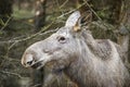 Alces alces - Moose Royalty Free Stock Photo