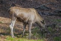 Alces alces - Moose Royalty Free Stock Photo