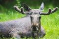 Alces alces - Moose Royalty Free Stock Photo